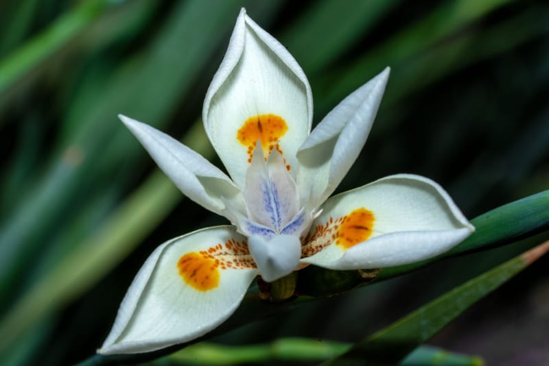 Photo from “Flowers”