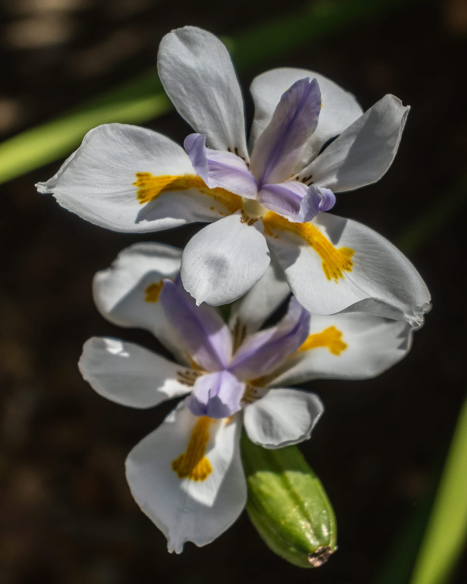 Photo from “Flowers”