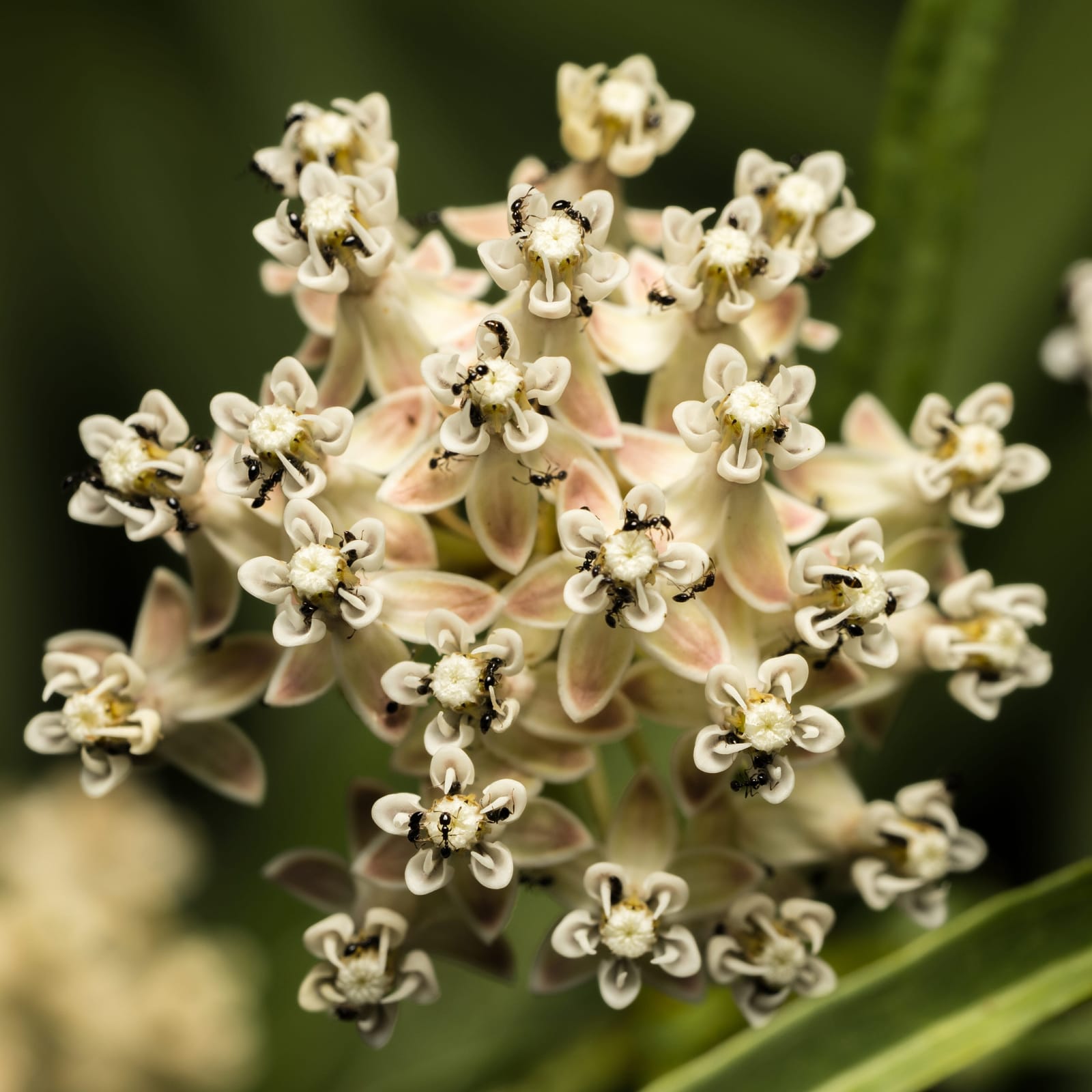 Photo from “Flowers”