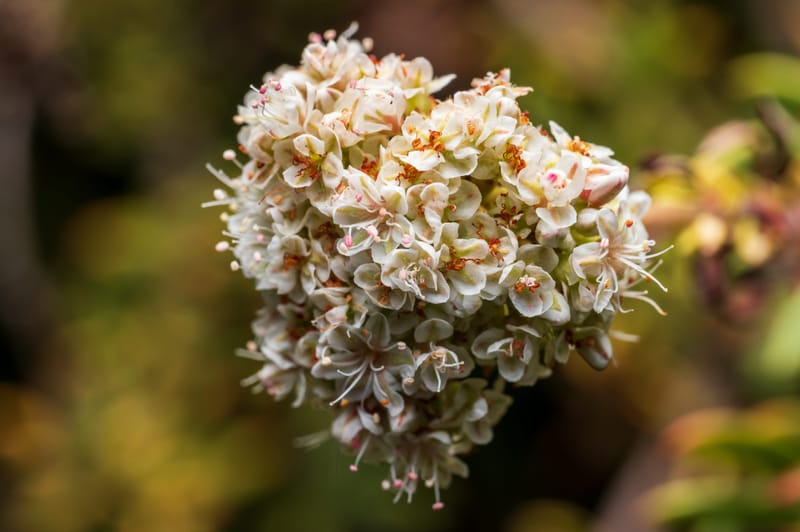 Photo from “Flowers”