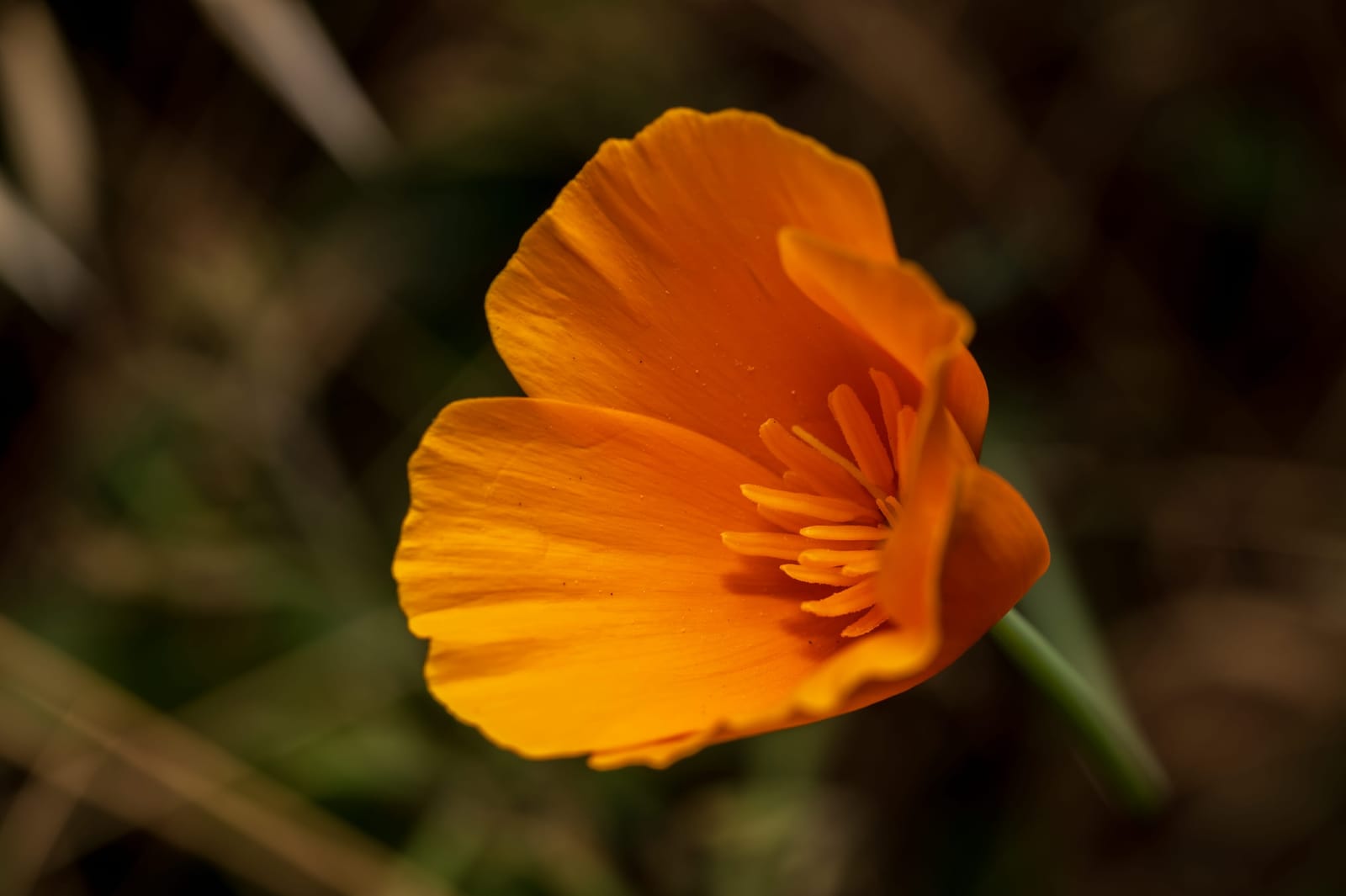 Photo from “Flowers”