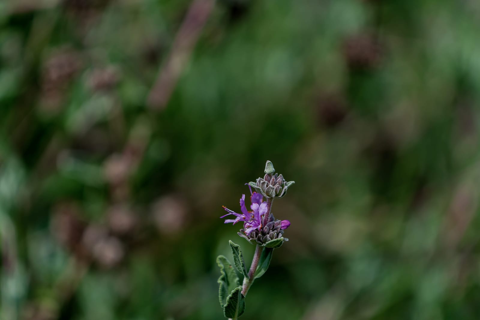 Photo from “Flowers”
