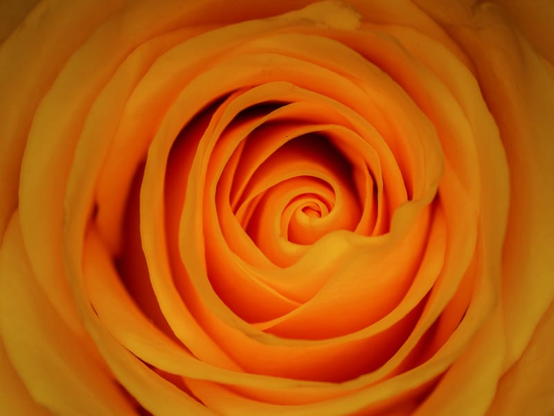 Photo from “Flowers”