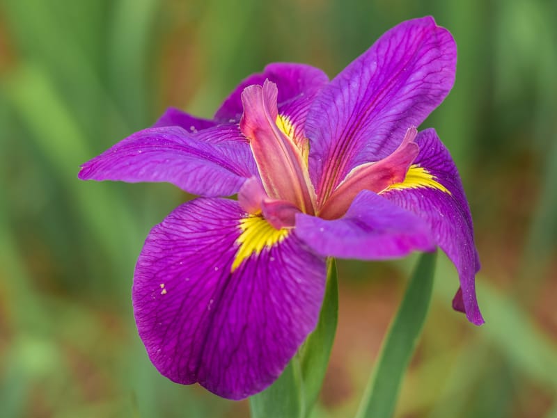 Photo from “Flowers”