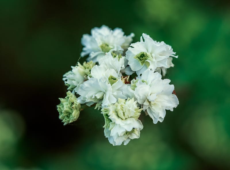 Photo from “Flowers”