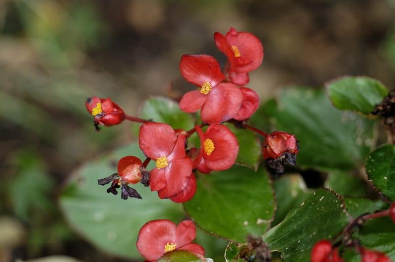 Photo from “Flowers”