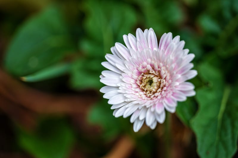 Photo from “Flowers”