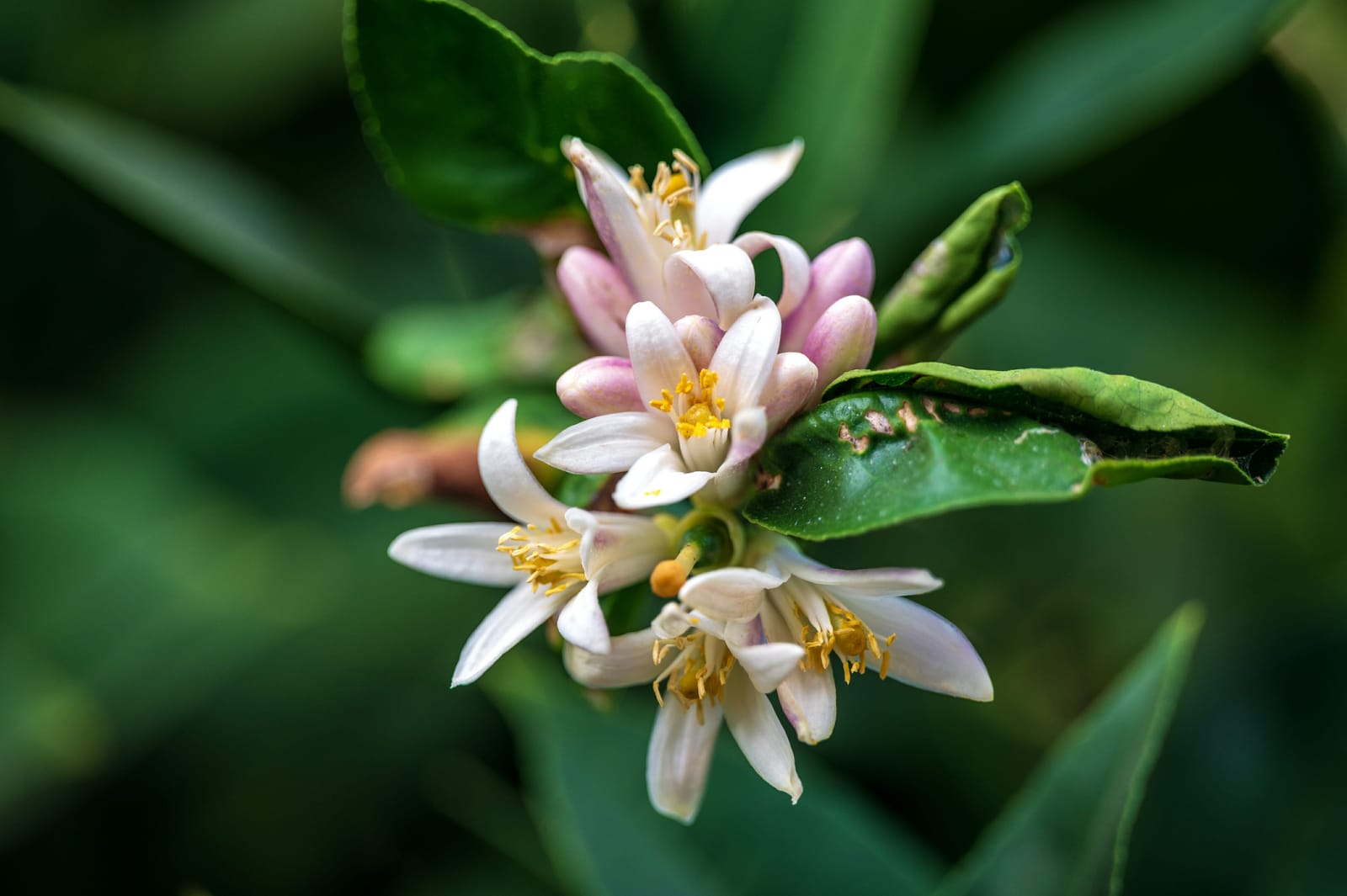 Photo from “Flowers”
