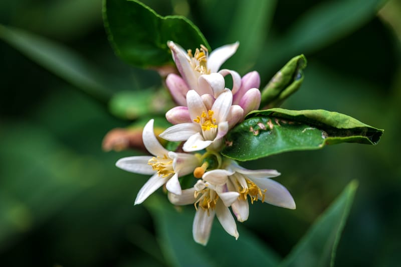 Photo from “Flowers”