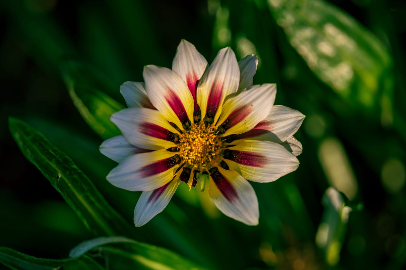 Photo from “Flowers”