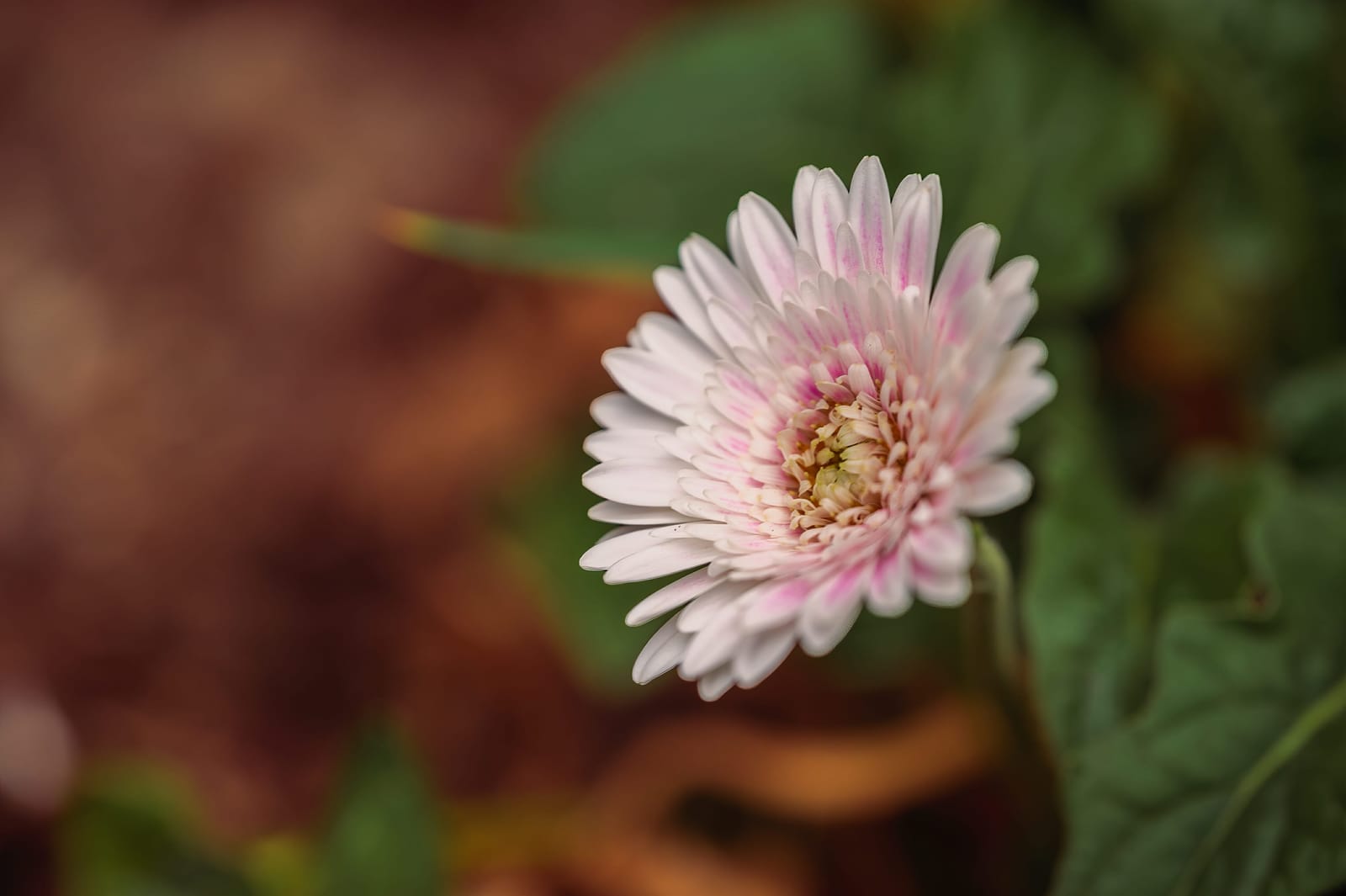 Photo from “Flowers”