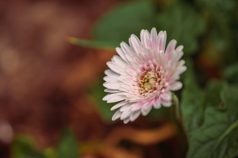 Photo from “Flowers”
