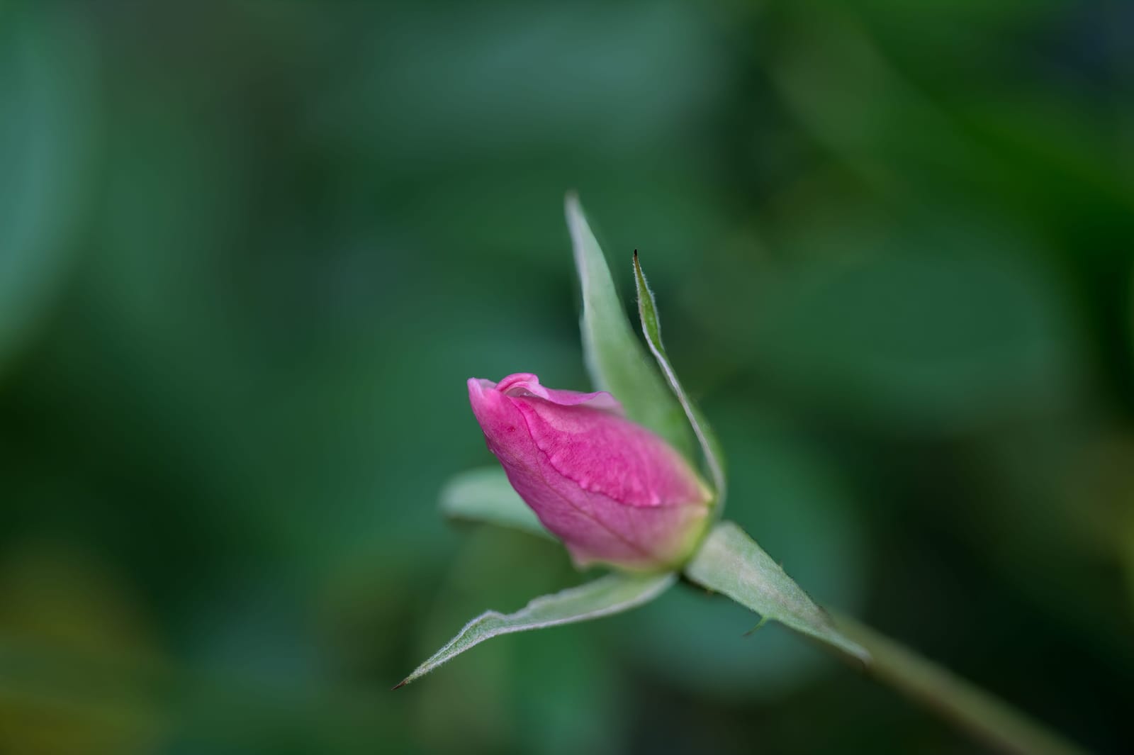 Photo from “Flowers”