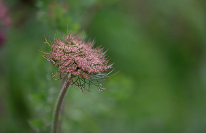Photo from “Flowers”