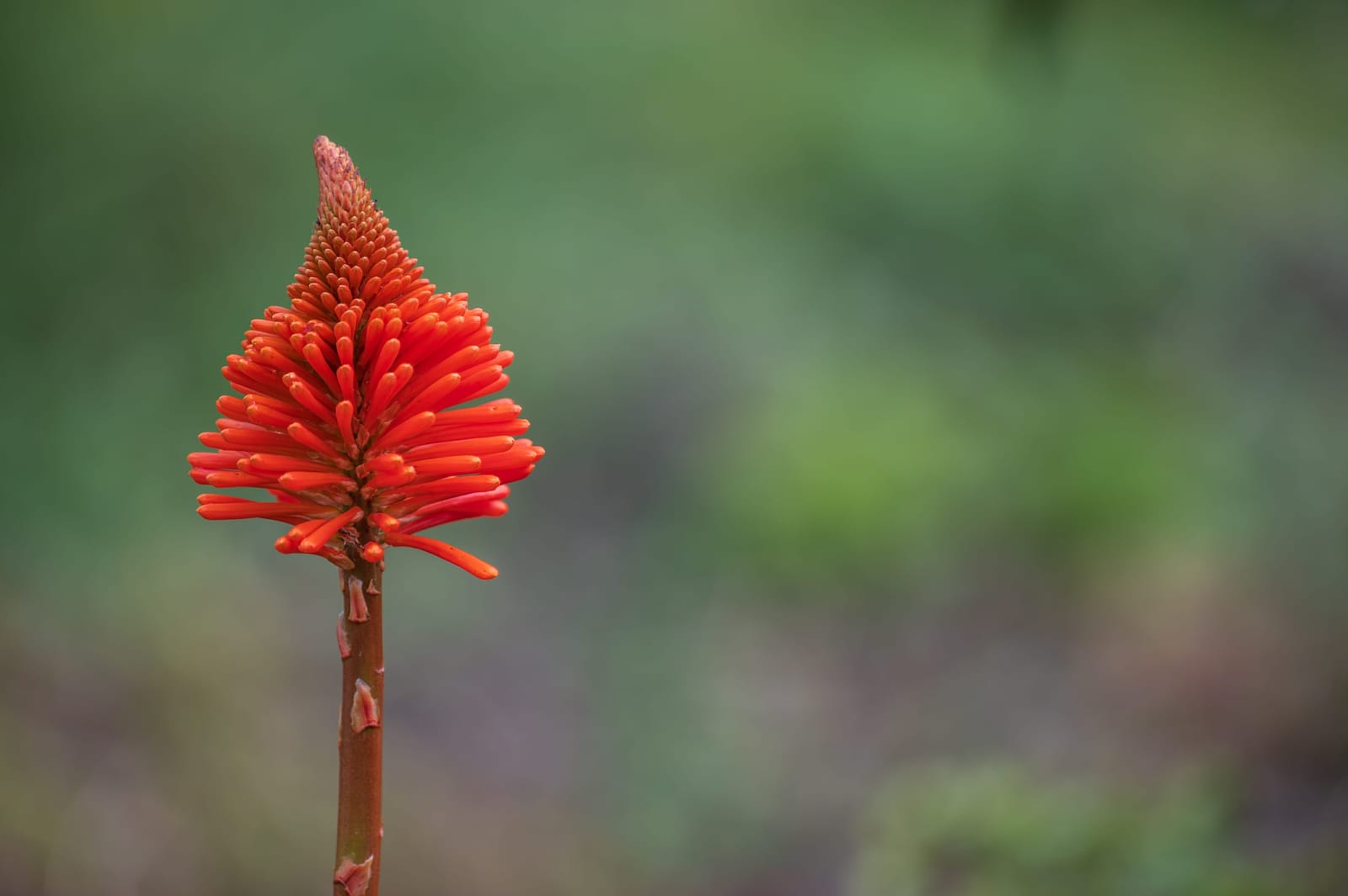 Photo from “Flowers”
