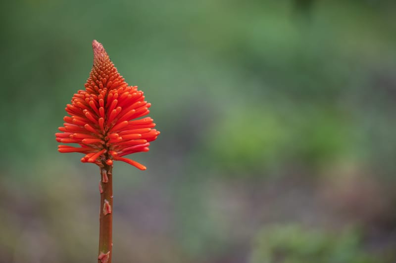 Photo from “Flowers”