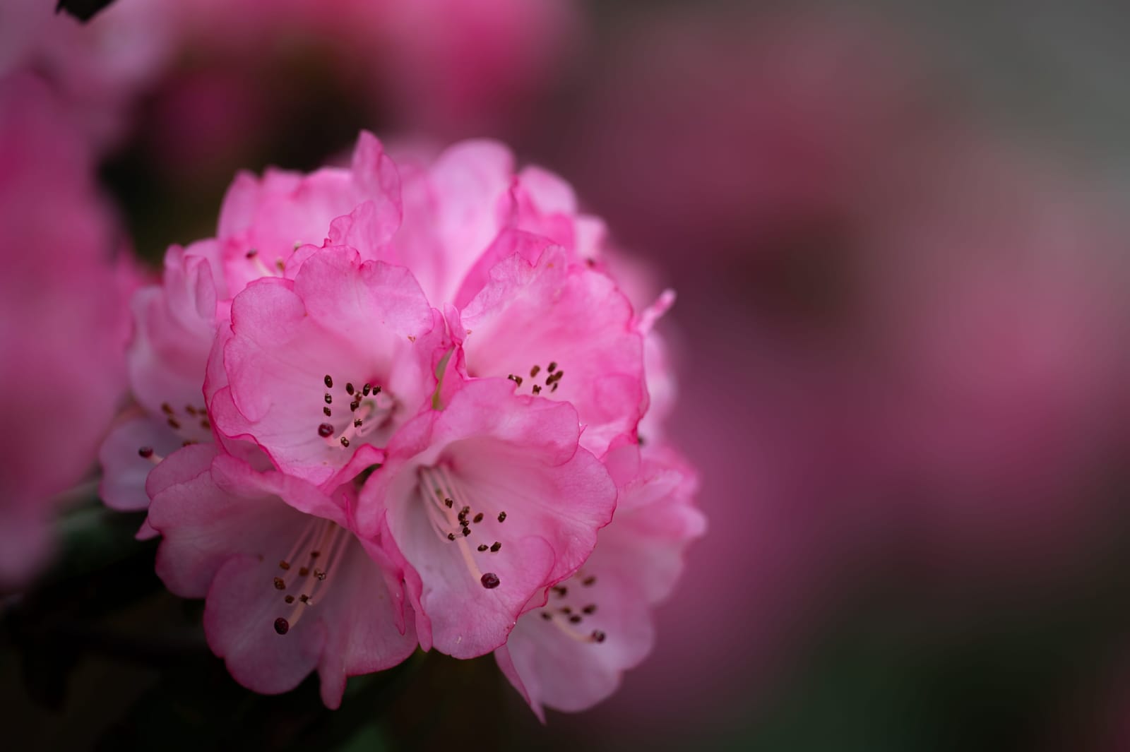 Photo from “Flowers”