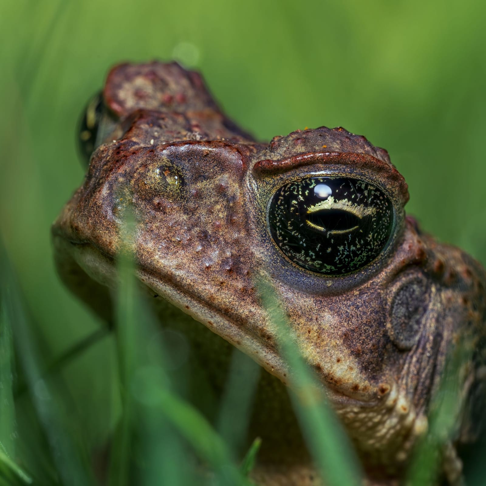Closeup photo of a frog on the grass