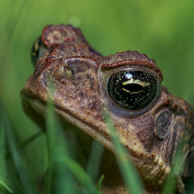 Closeup photo of a frog on the grass