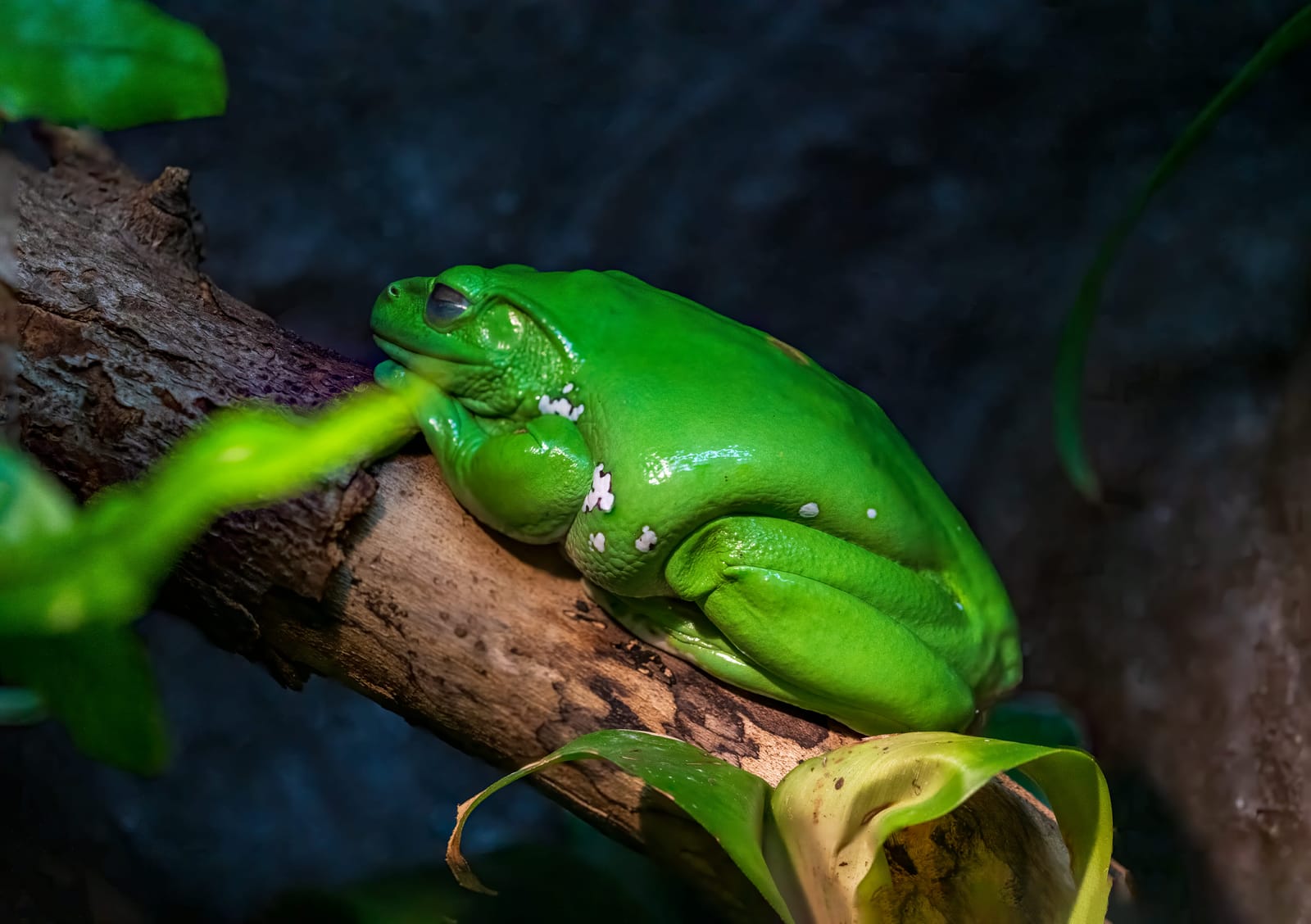 Photo from “Frogs”