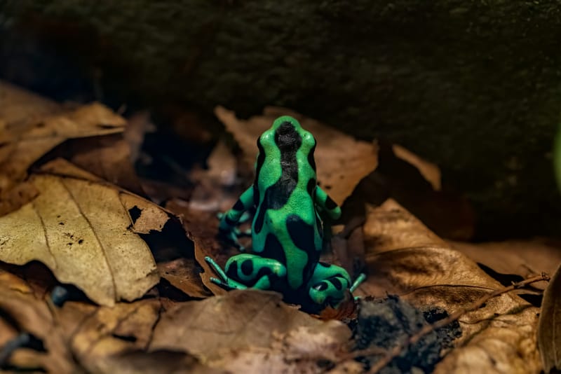 Photo from “Frogs”
