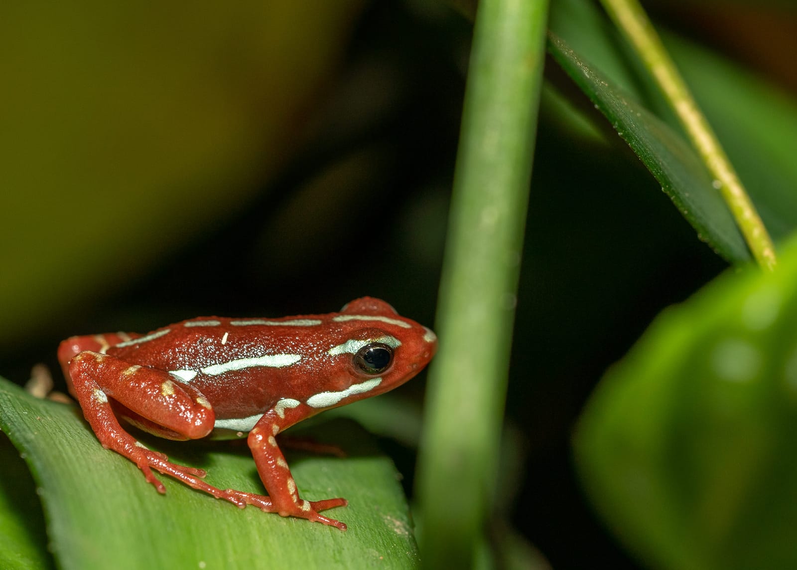 Photo from “Frogs”