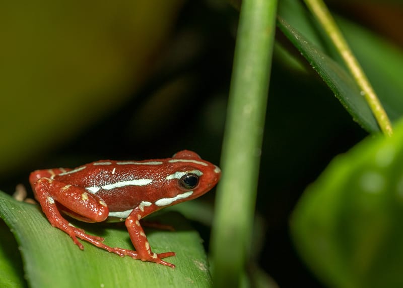Photo from “Frogs”