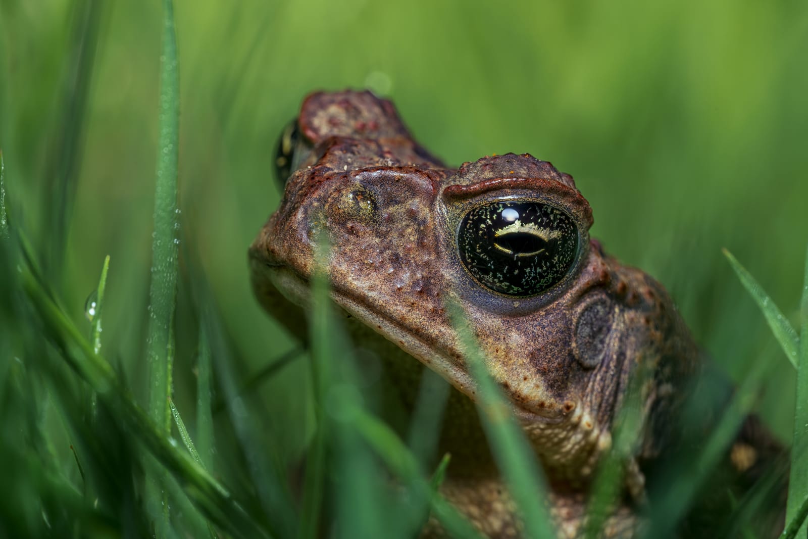 Photo from “Frogs”
