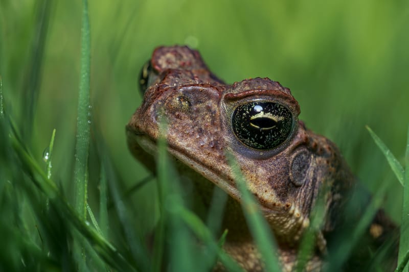 Photo from “Frogs”