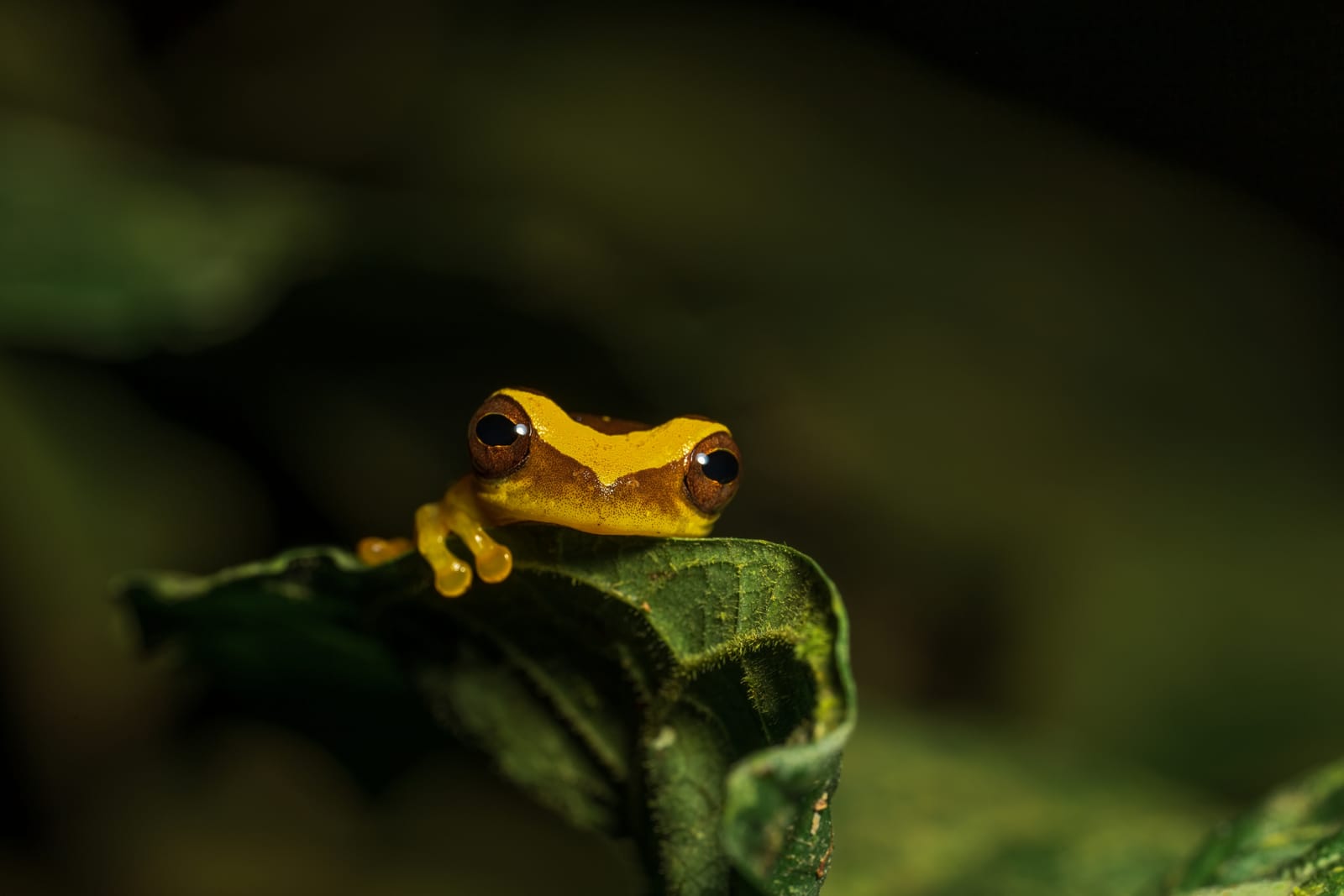 Photo from “Frogs”