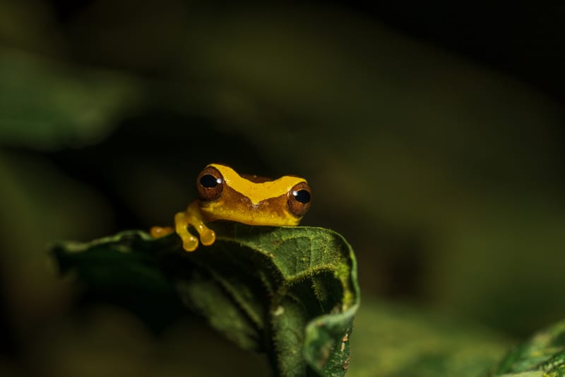 Photo from “Frogs”