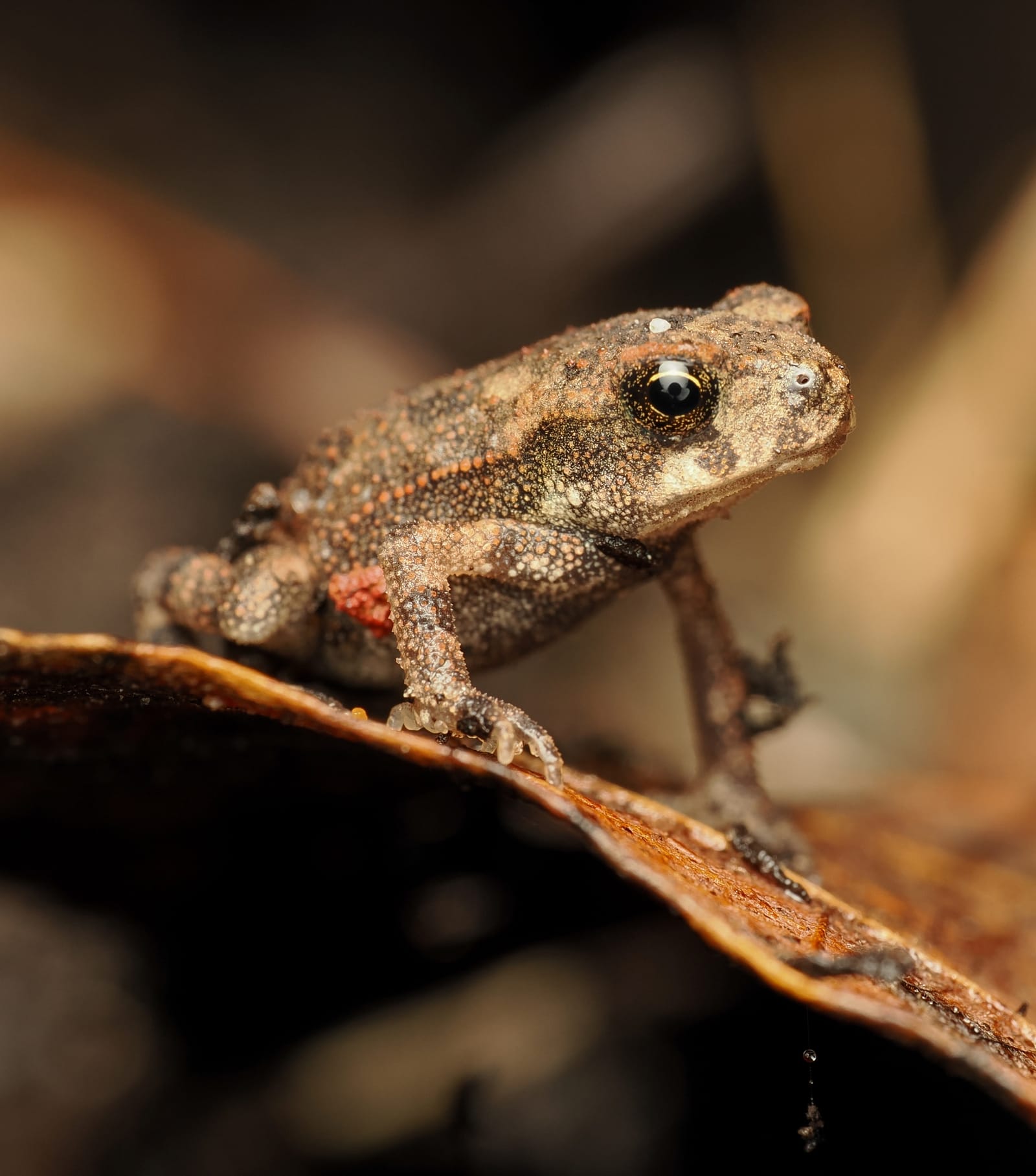 Photo from “Frogs”