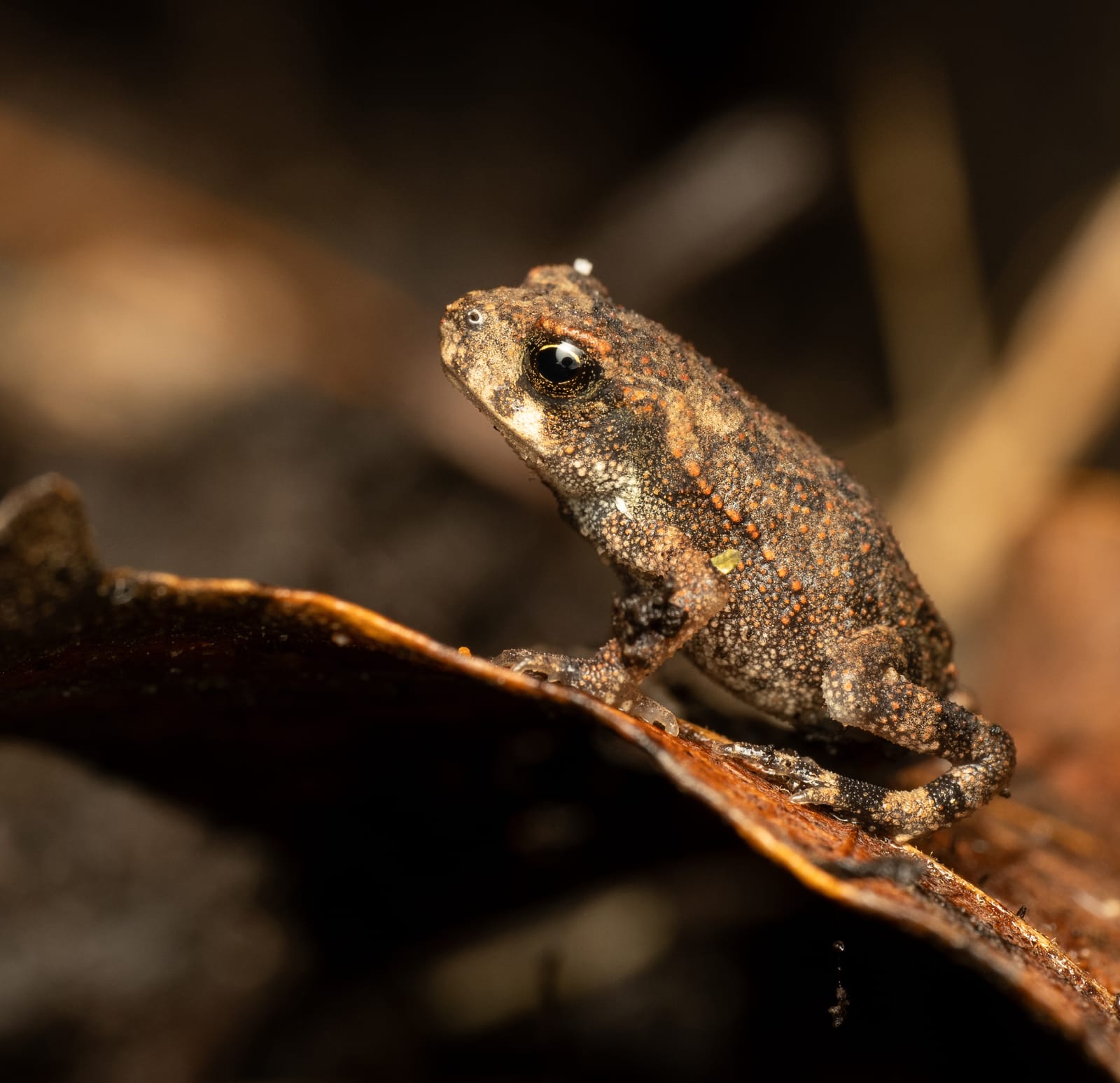 Photo from “Frogs”
