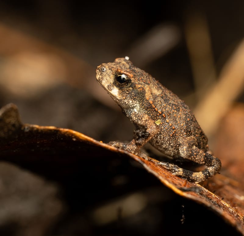 Photo from “Frogs”