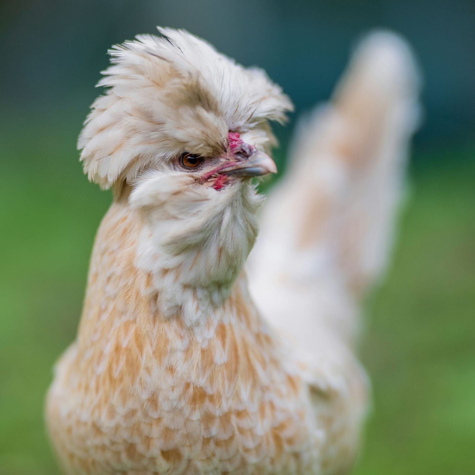 Photo from “Gallinas”