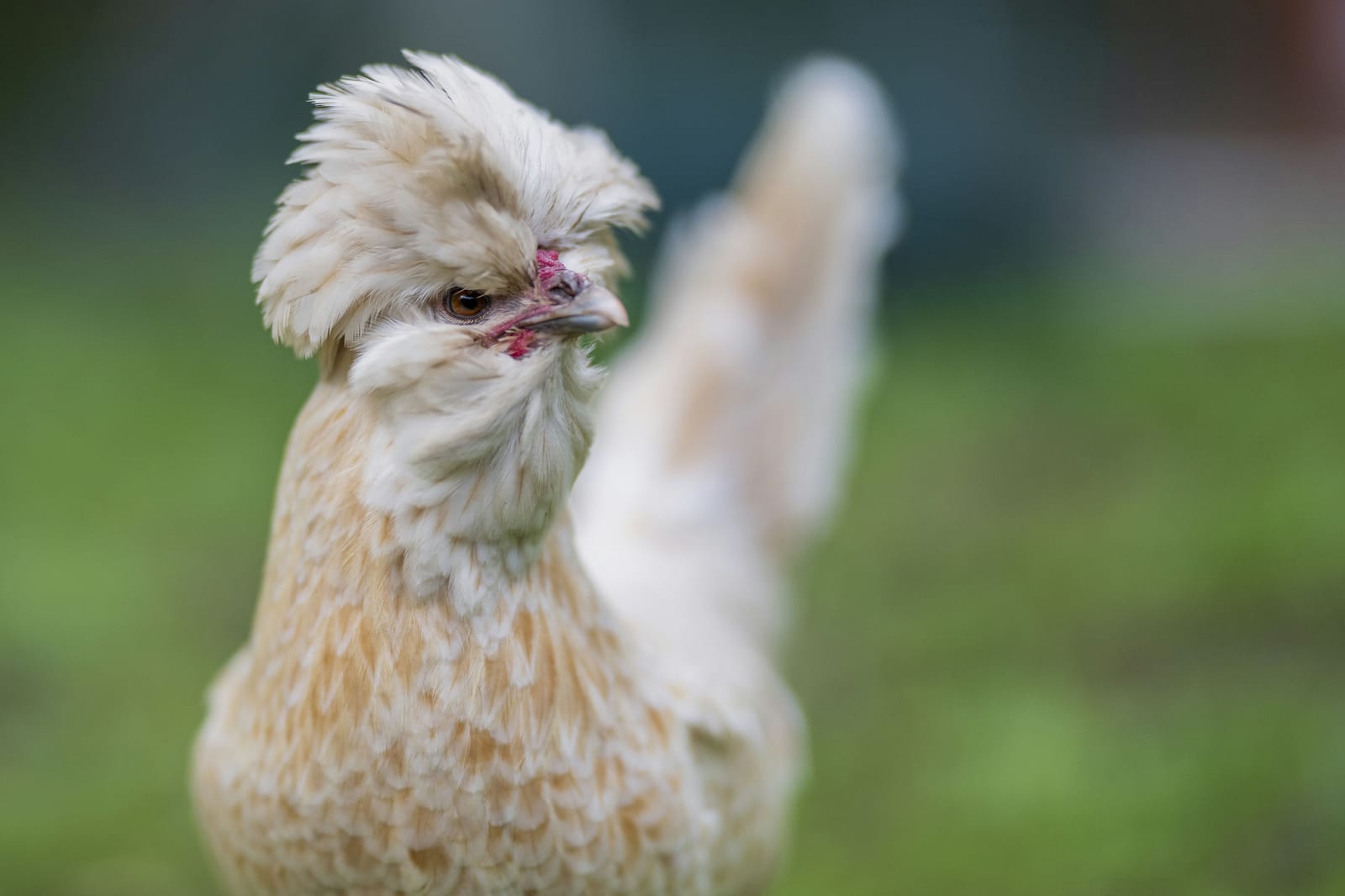 Photo from “Gallinas”