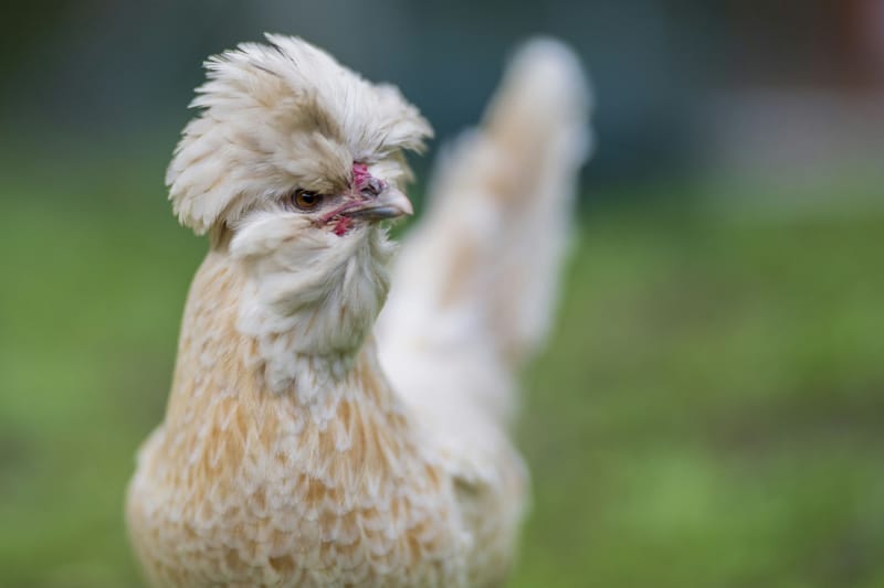 Photo from “Gallinas”