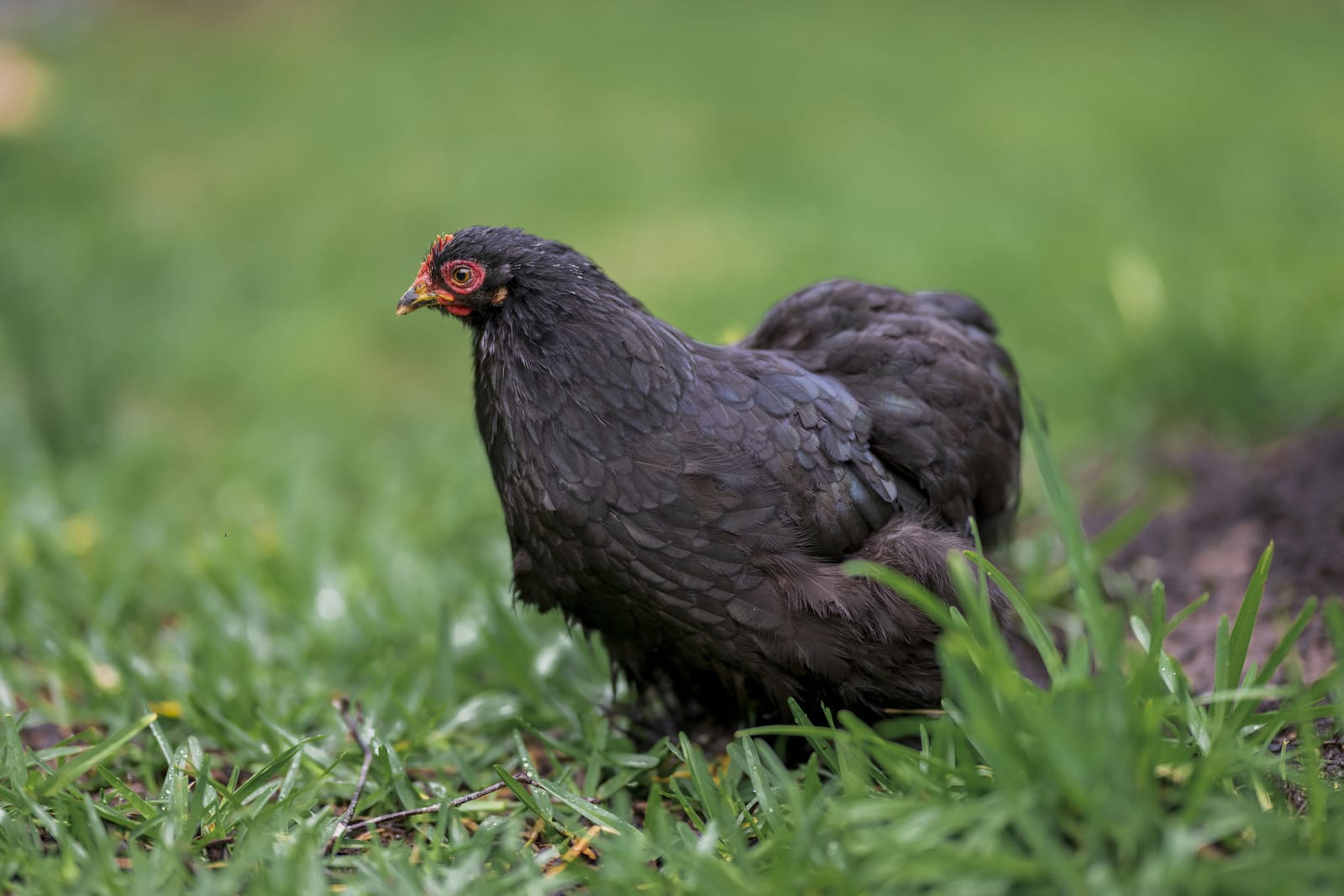 Photo from “Gallinas”