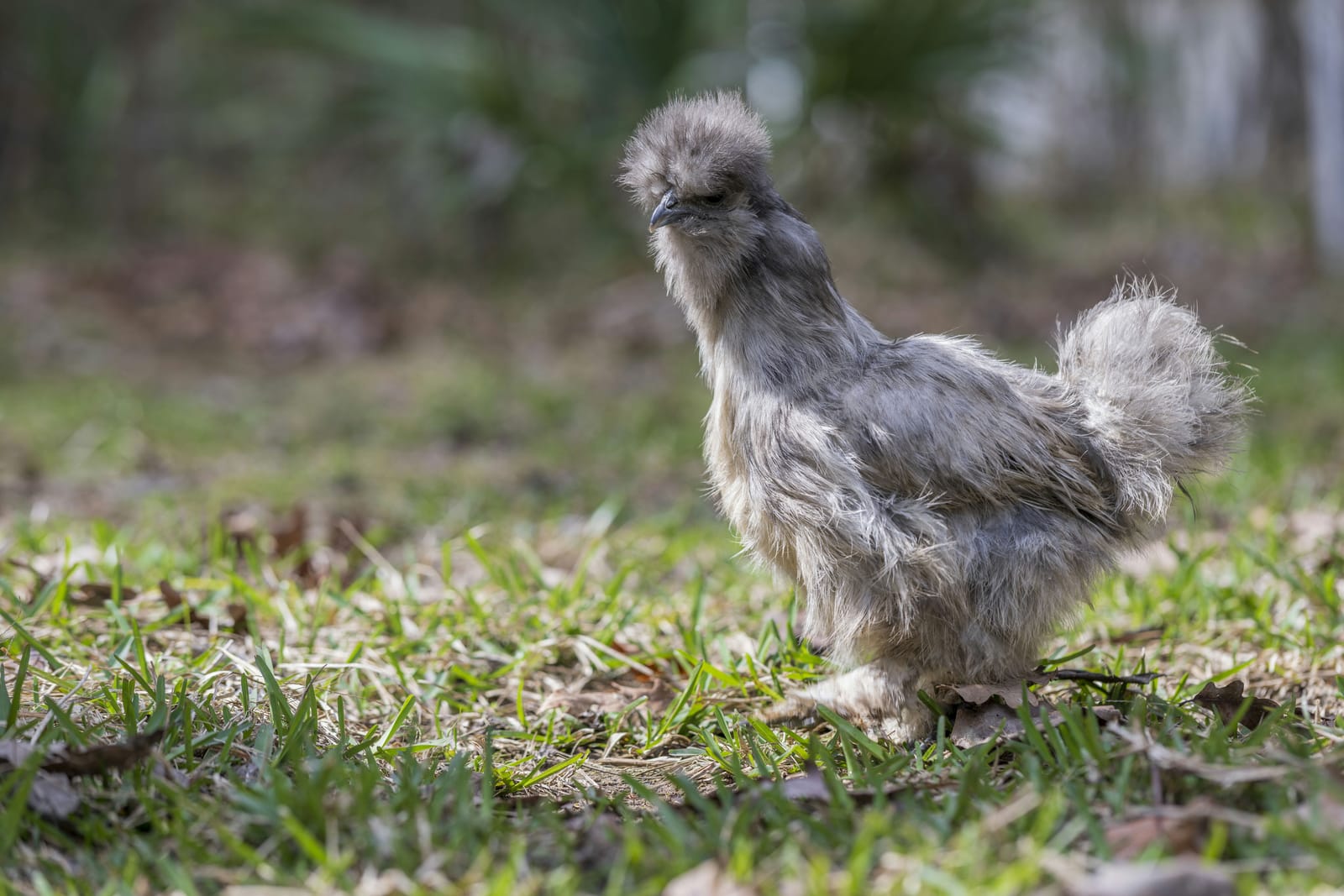 Photo from “Gallinas”