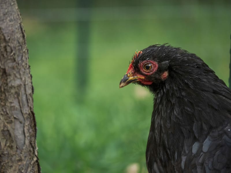 Photo from “Gallinas”