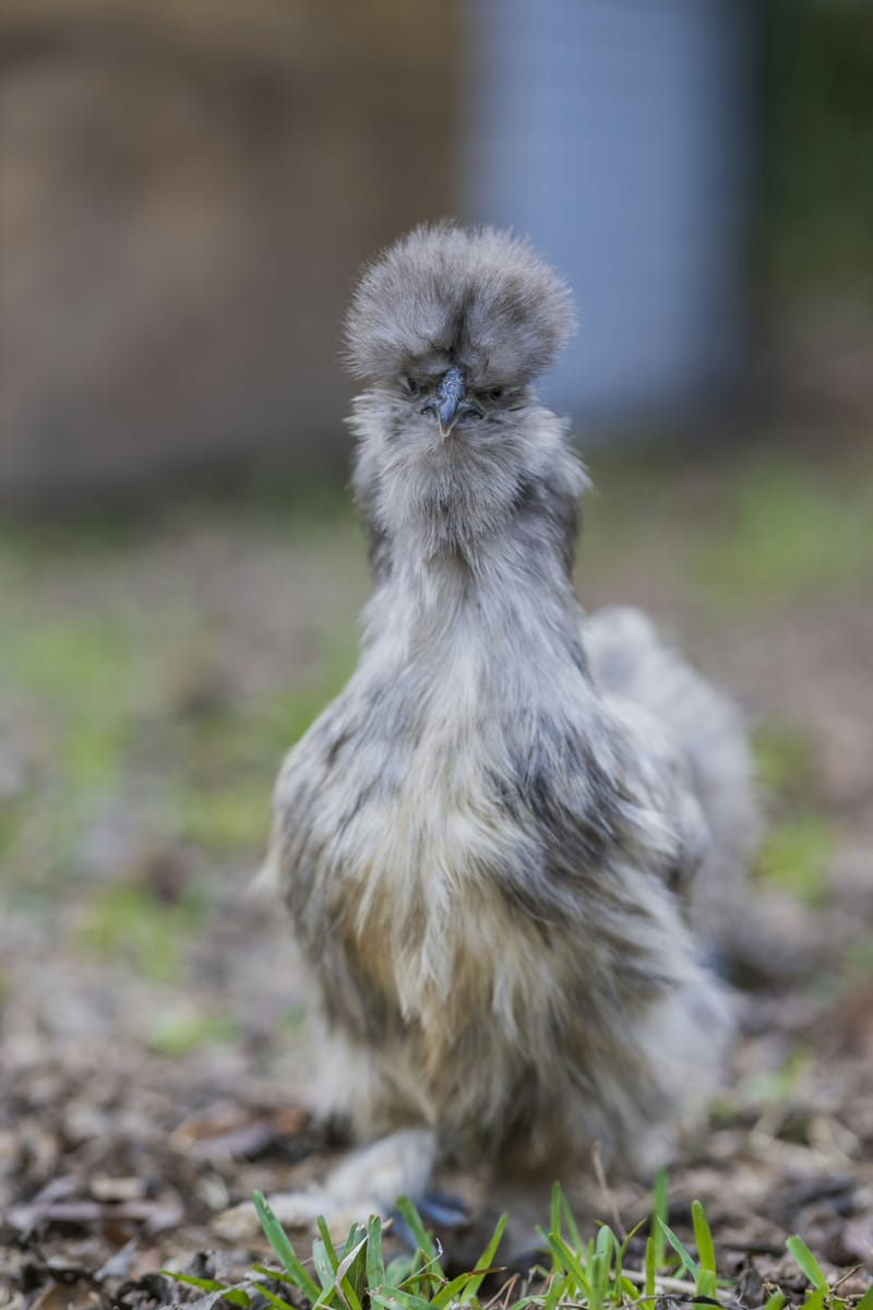 Photo from “Gallinas”