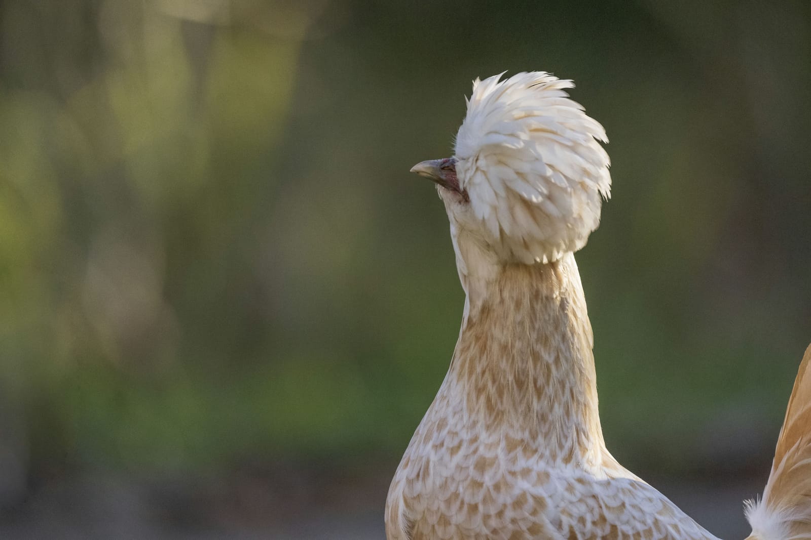 Photo from “Gallinas”