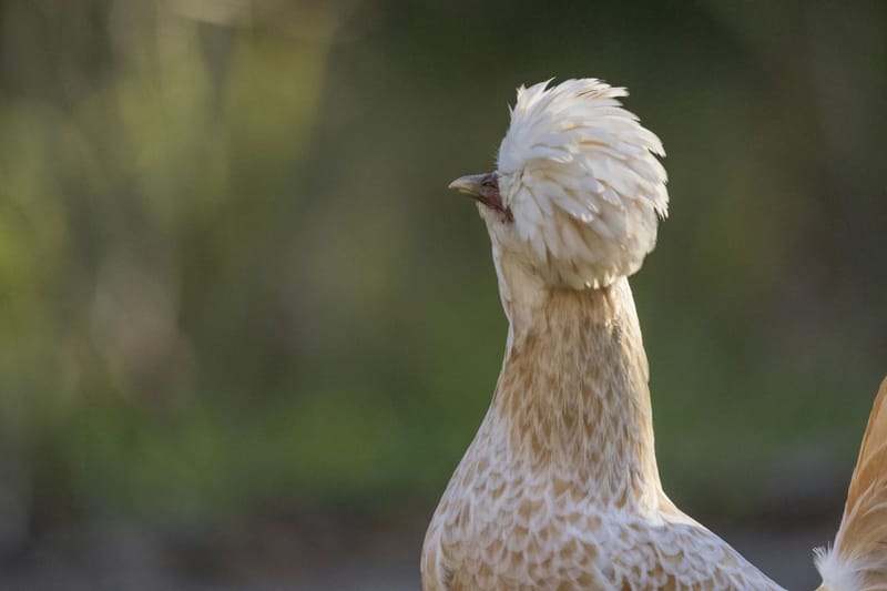 Photo from “Gallinas”