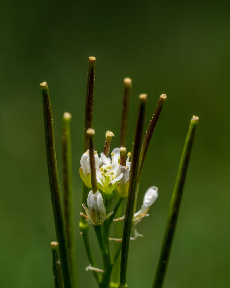 Photo from “Garden”