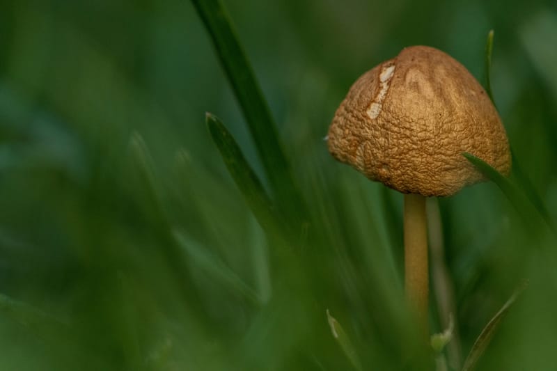 Photo from “Garden”