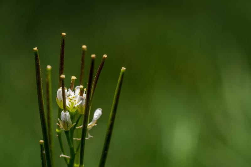 Photo from “Garden”