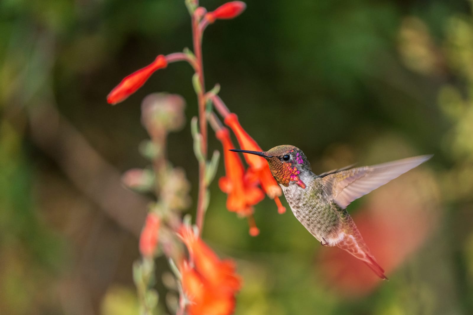 Photo from “Hummingbirds”