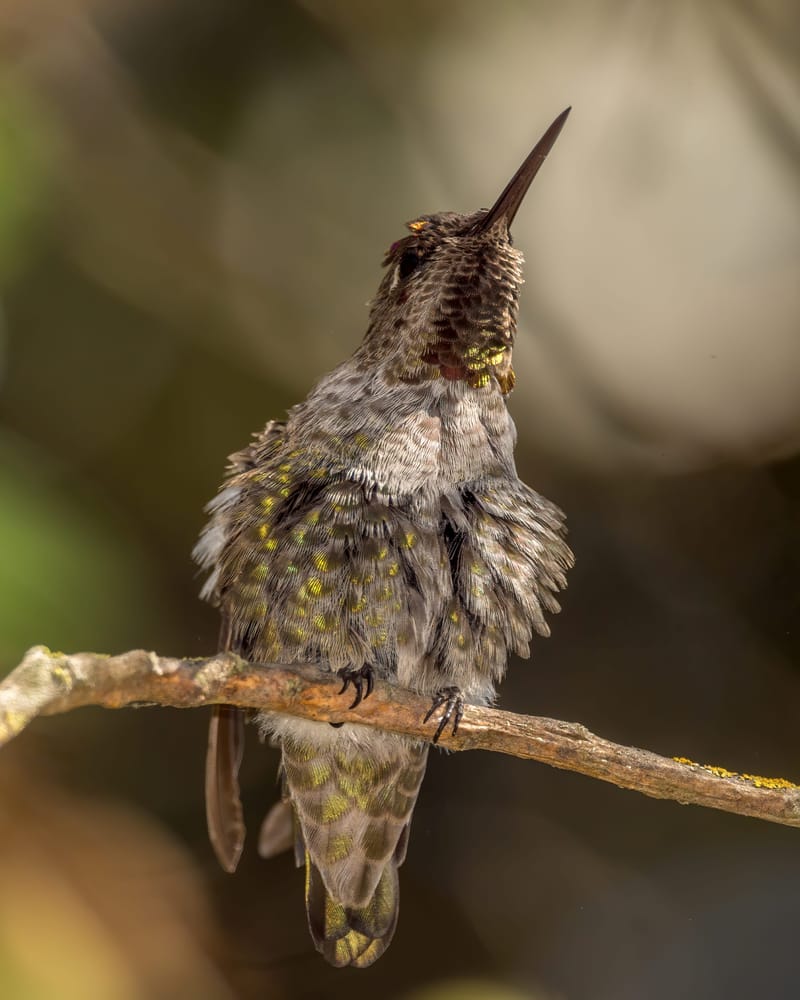 Photo from “Hummingbirds”