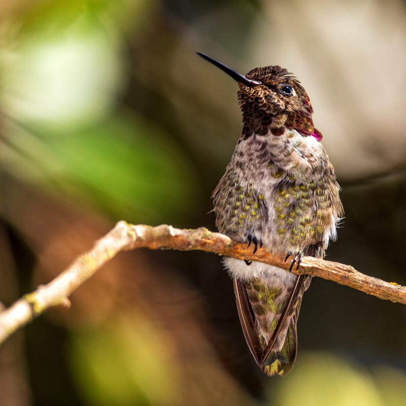 Photo from “Hummingbirds”