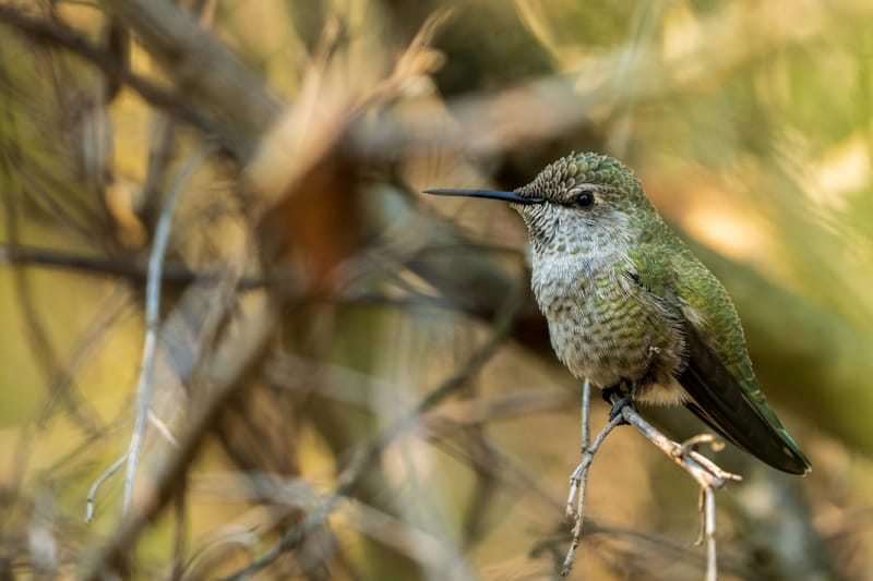Photo from “Hummingbirds”